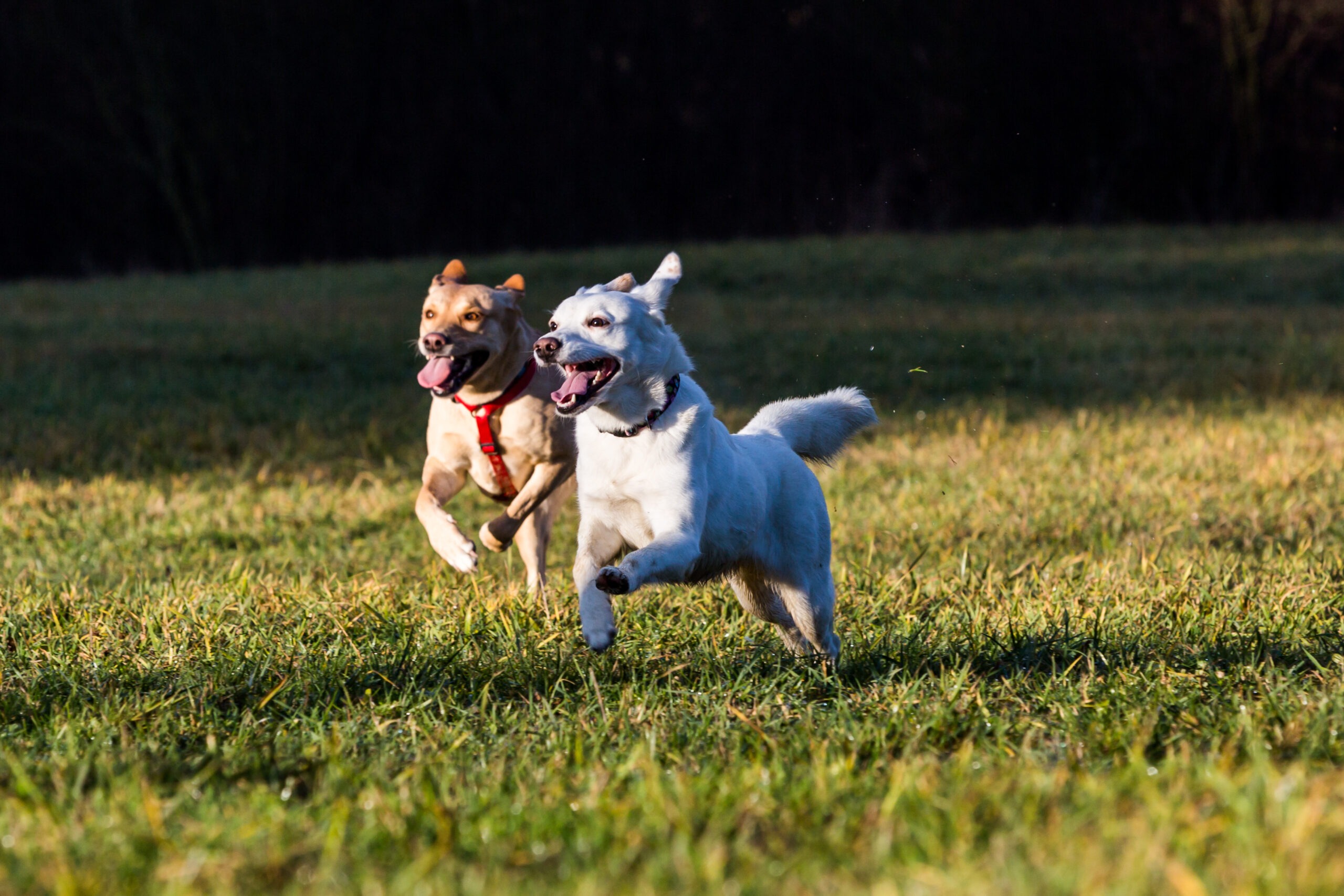 Two dogs, a tan one in a harness and a white one, joyfully run through a grassy field