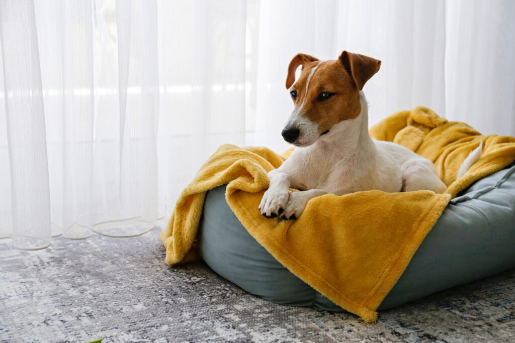 A relaxed dog rests on a cozy bed covered with a yellow blanket