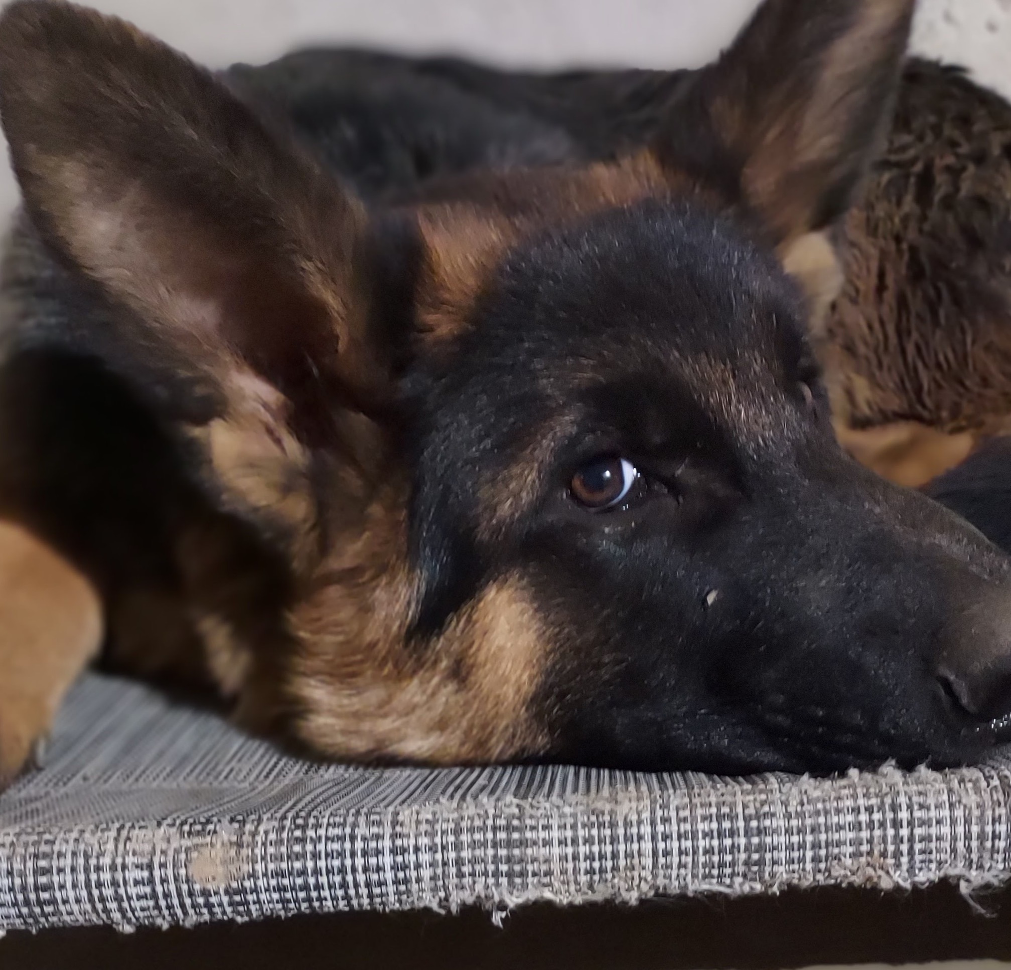 A close-up of a German Shepherd resting on a textured mat