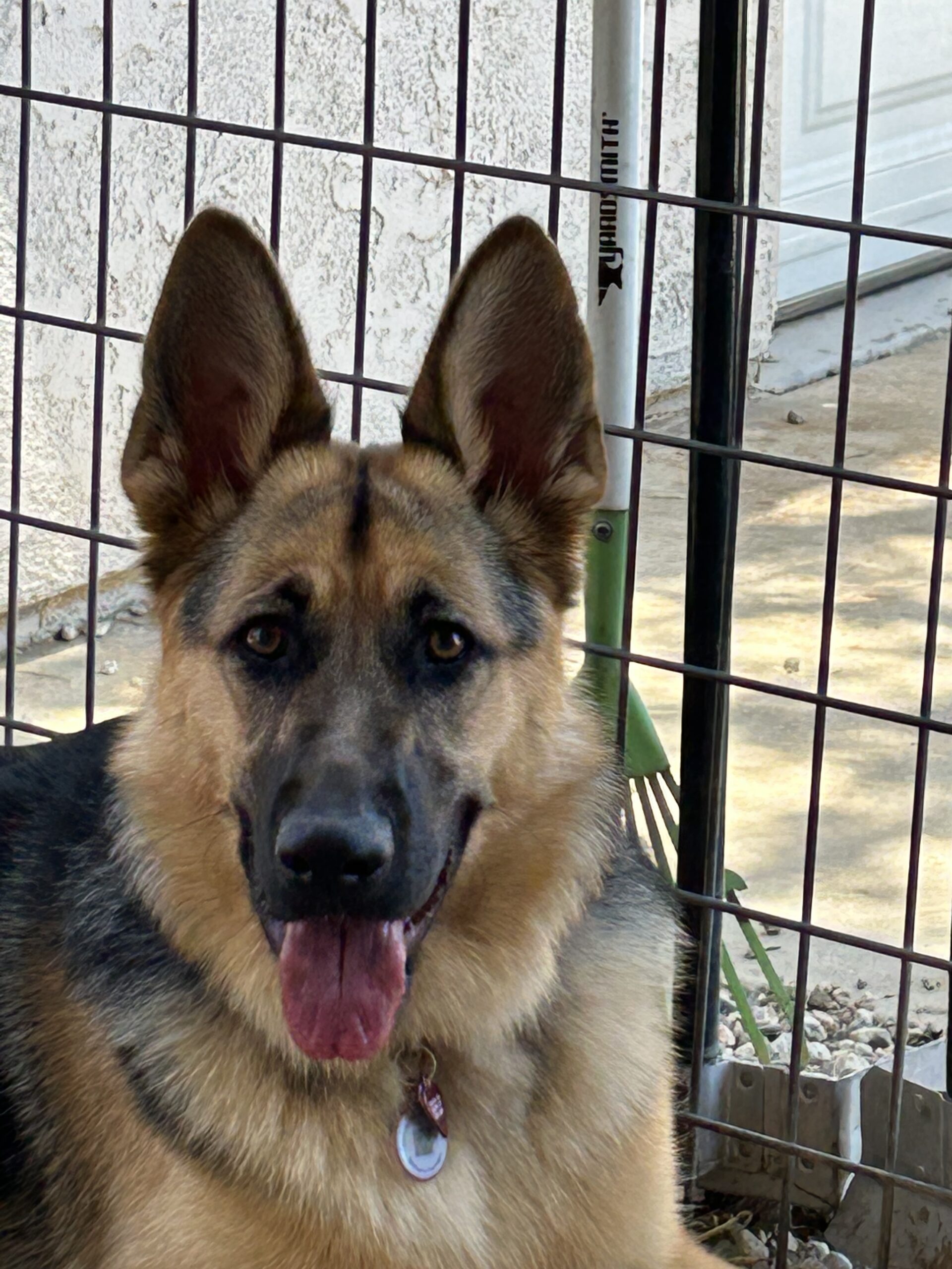 German Shepherd sitting inside a kennel