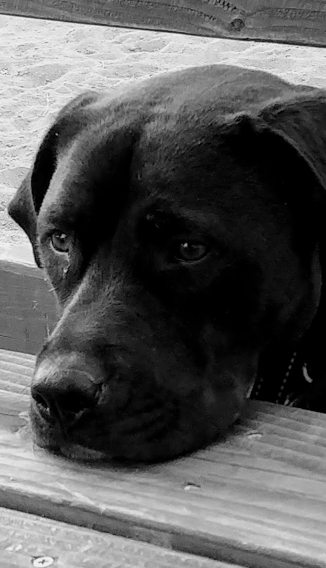 A close-up of a black dog resting its head on a wooden surface