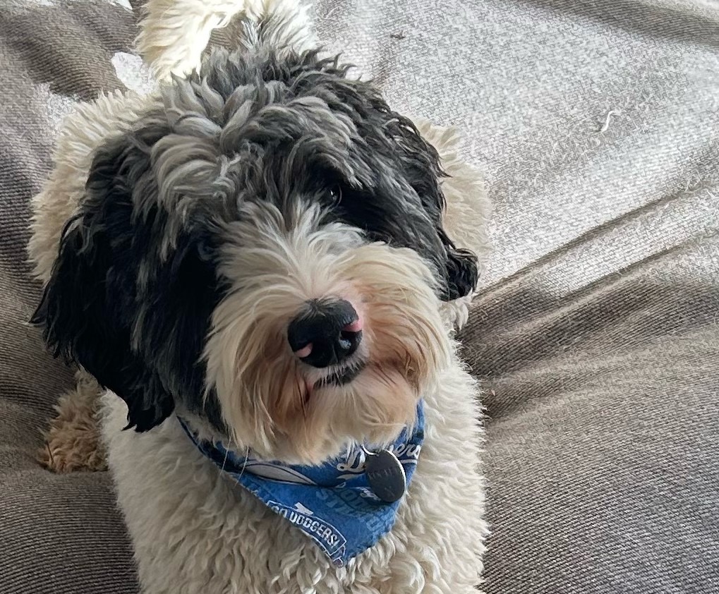 Fluffy dog with a black and white coat and a blue bandana