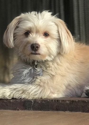 A light-colored dog lounges on a stone surface