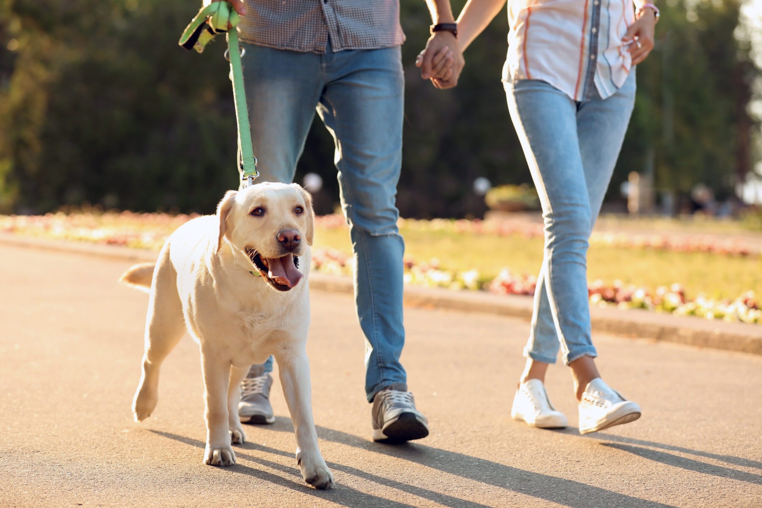 A couple walks hand-in-hand on a sunny path