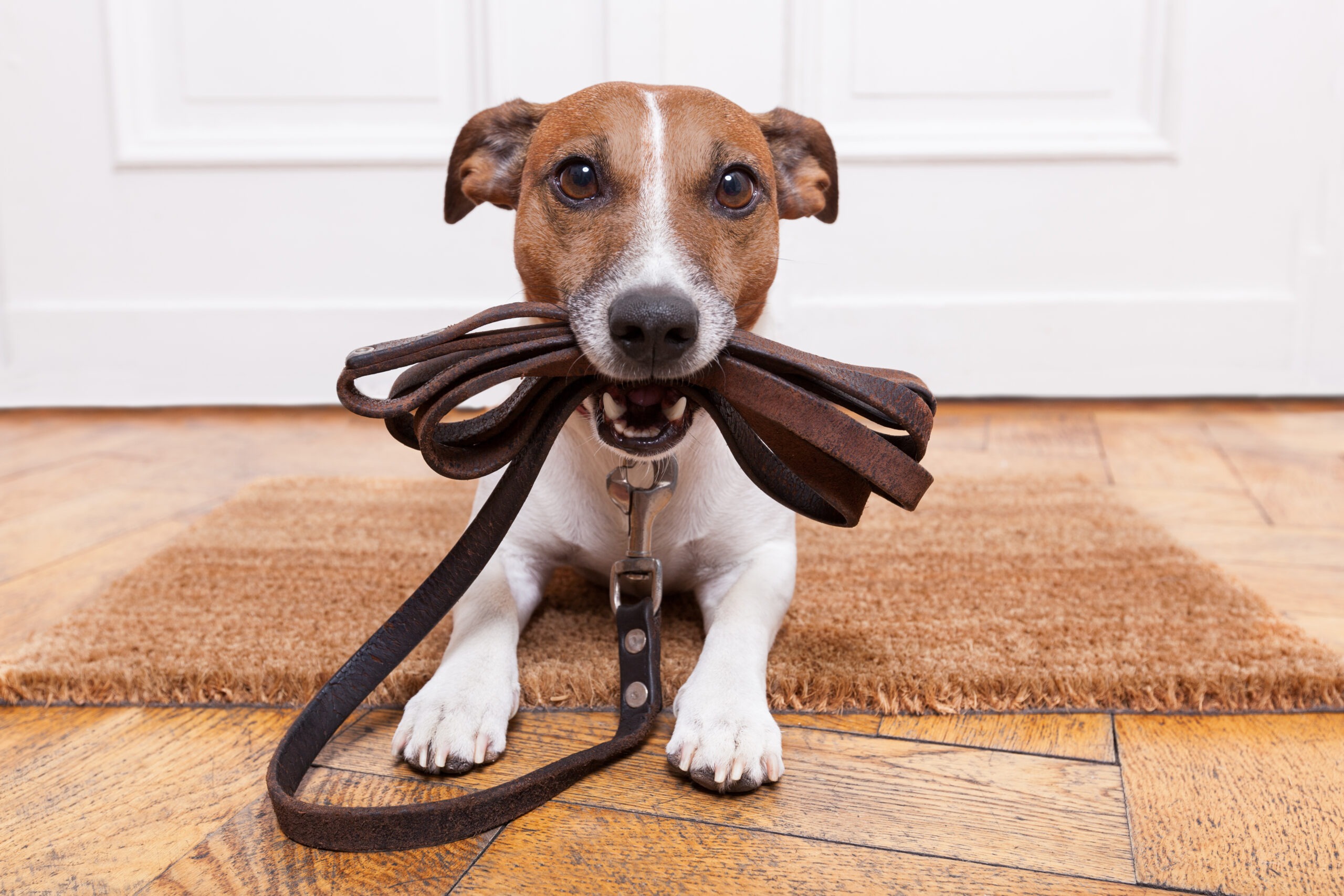 A cheerful dog holds a dog leash in its mouth while resting on a mat