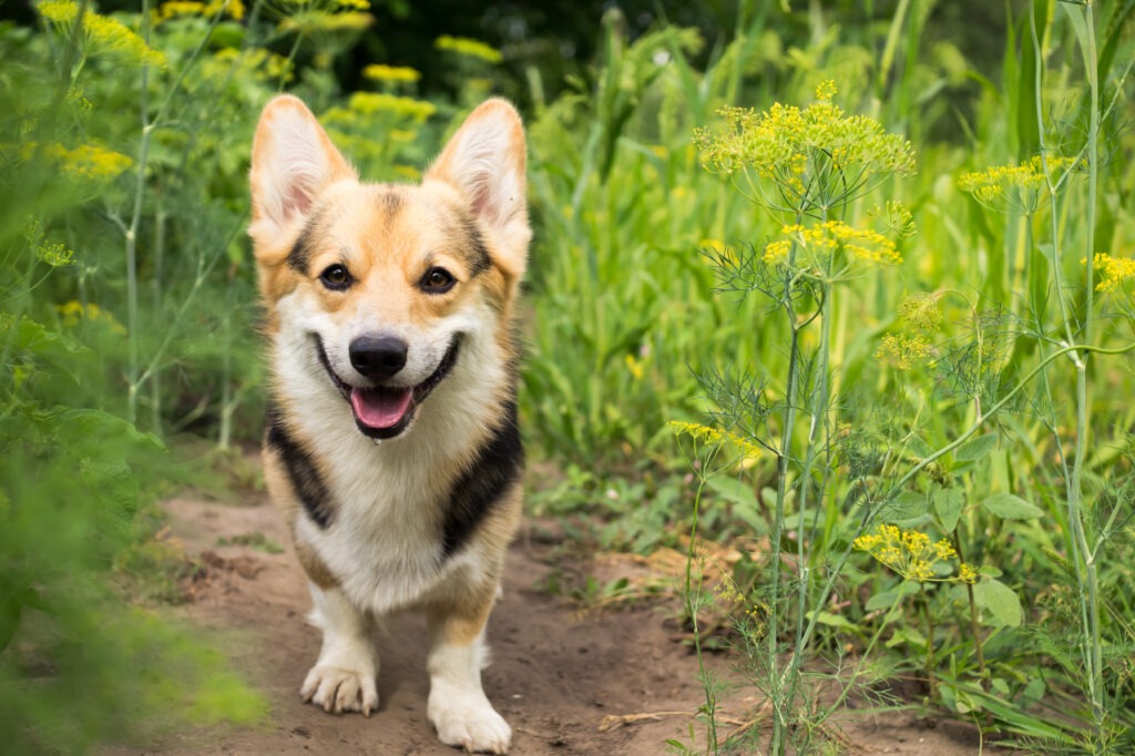 Smiling corgi standing on a dirt path surrounded by green grass and yellow wildflowers