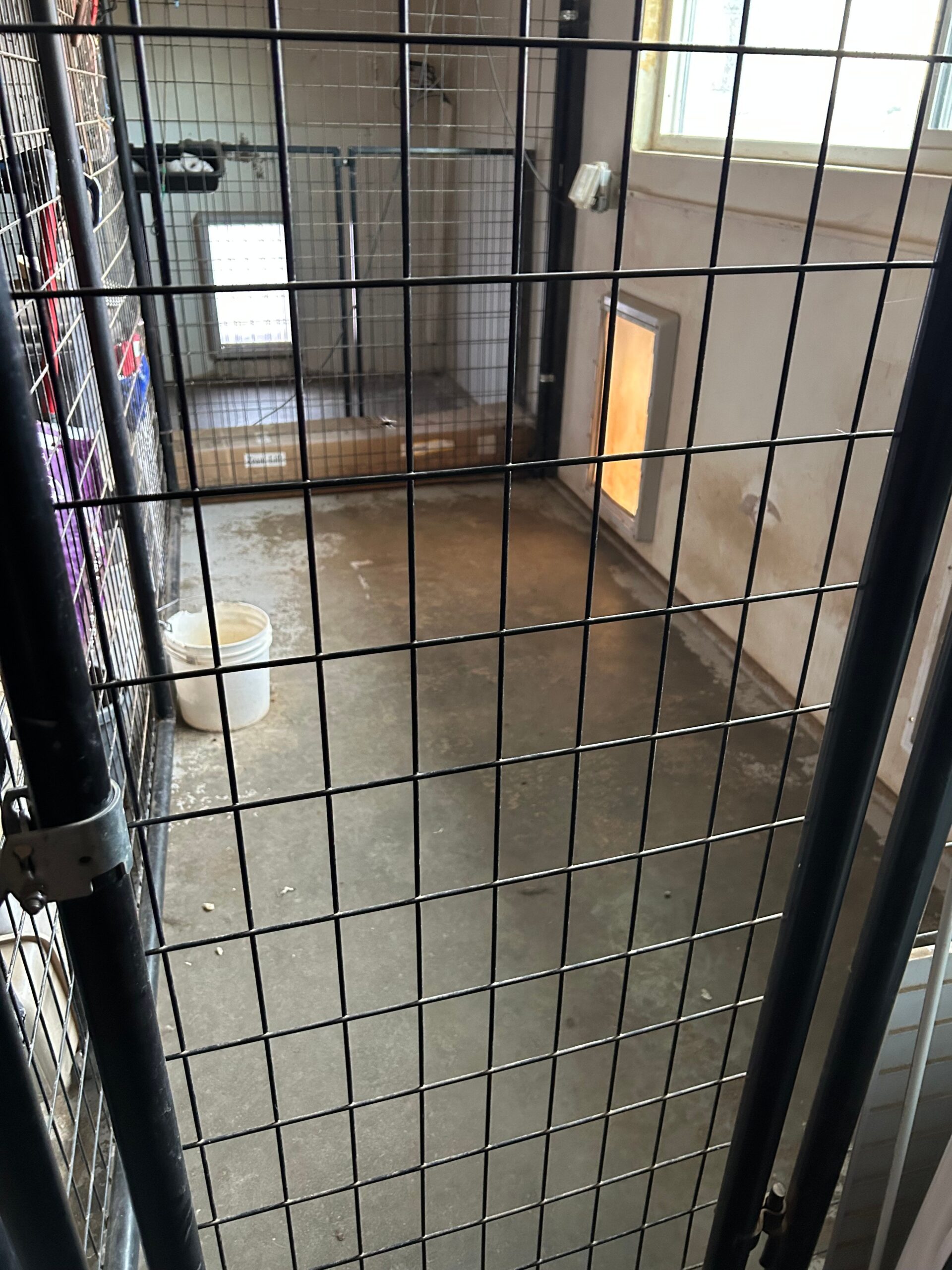 Empty animal kennel with a metal grate door