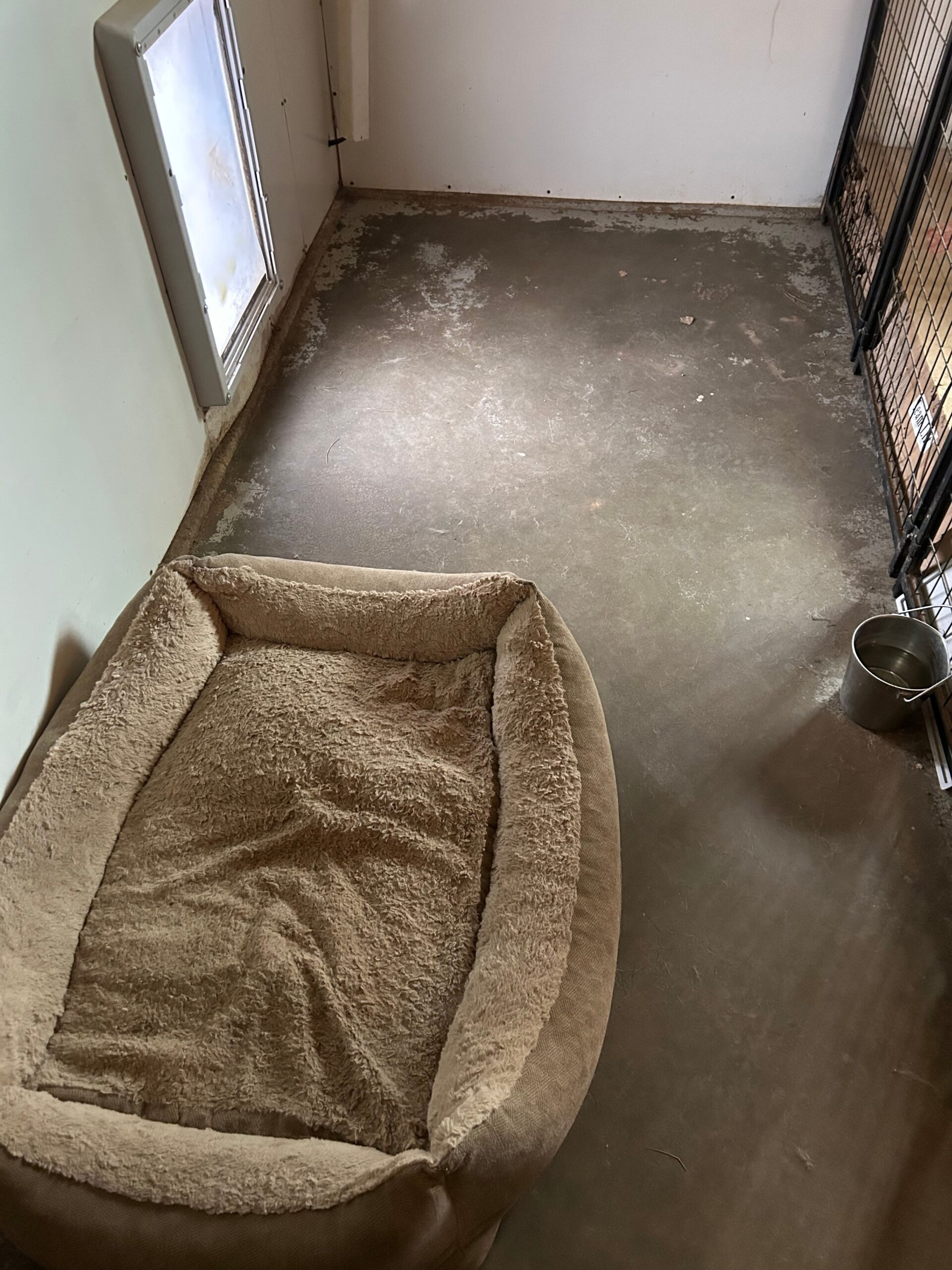 A bare room featuring a soft beige pet bed, a water bowl, and a dog door