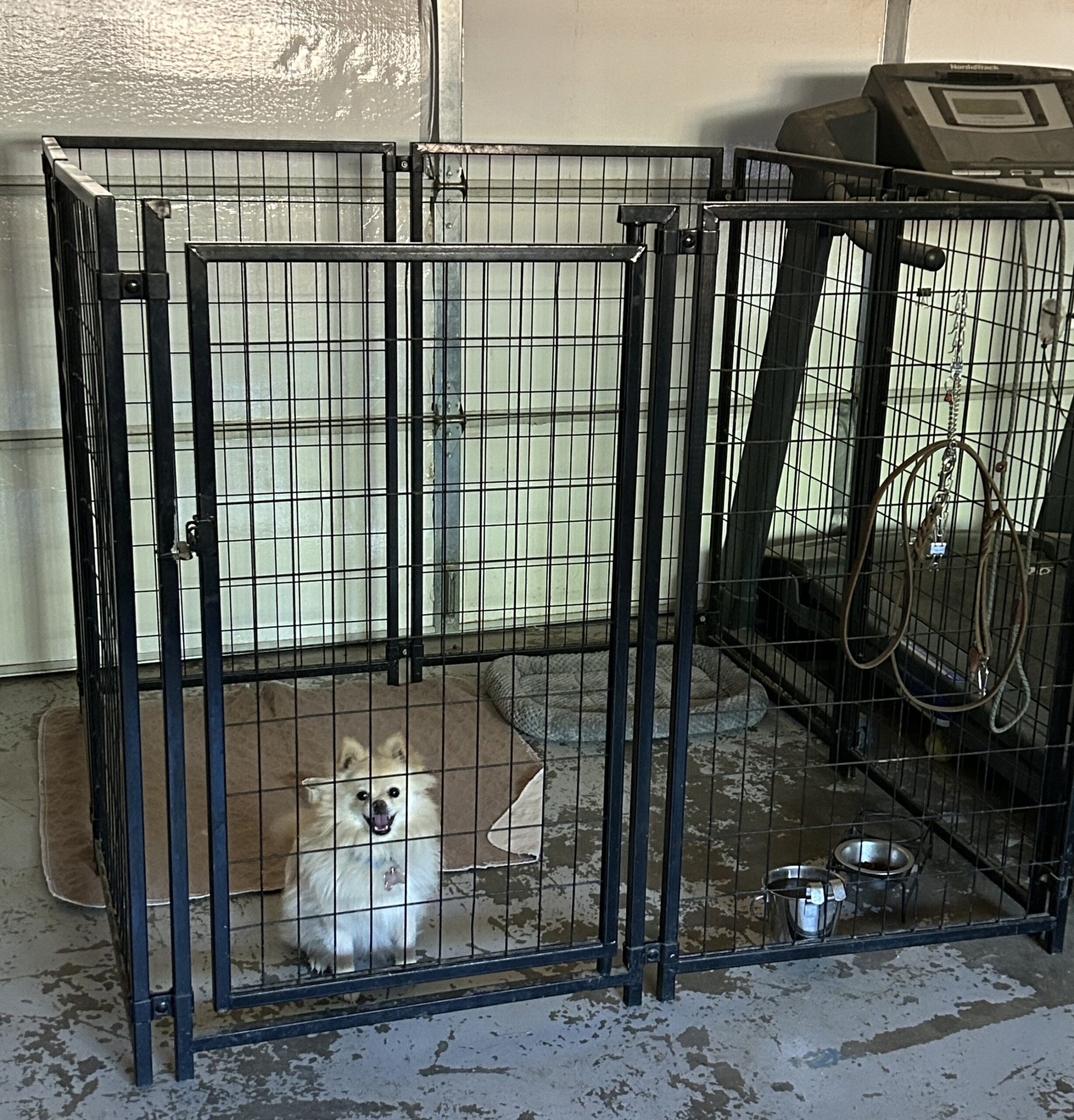 A small Pomeranian dog sits happily inside a wire kennel