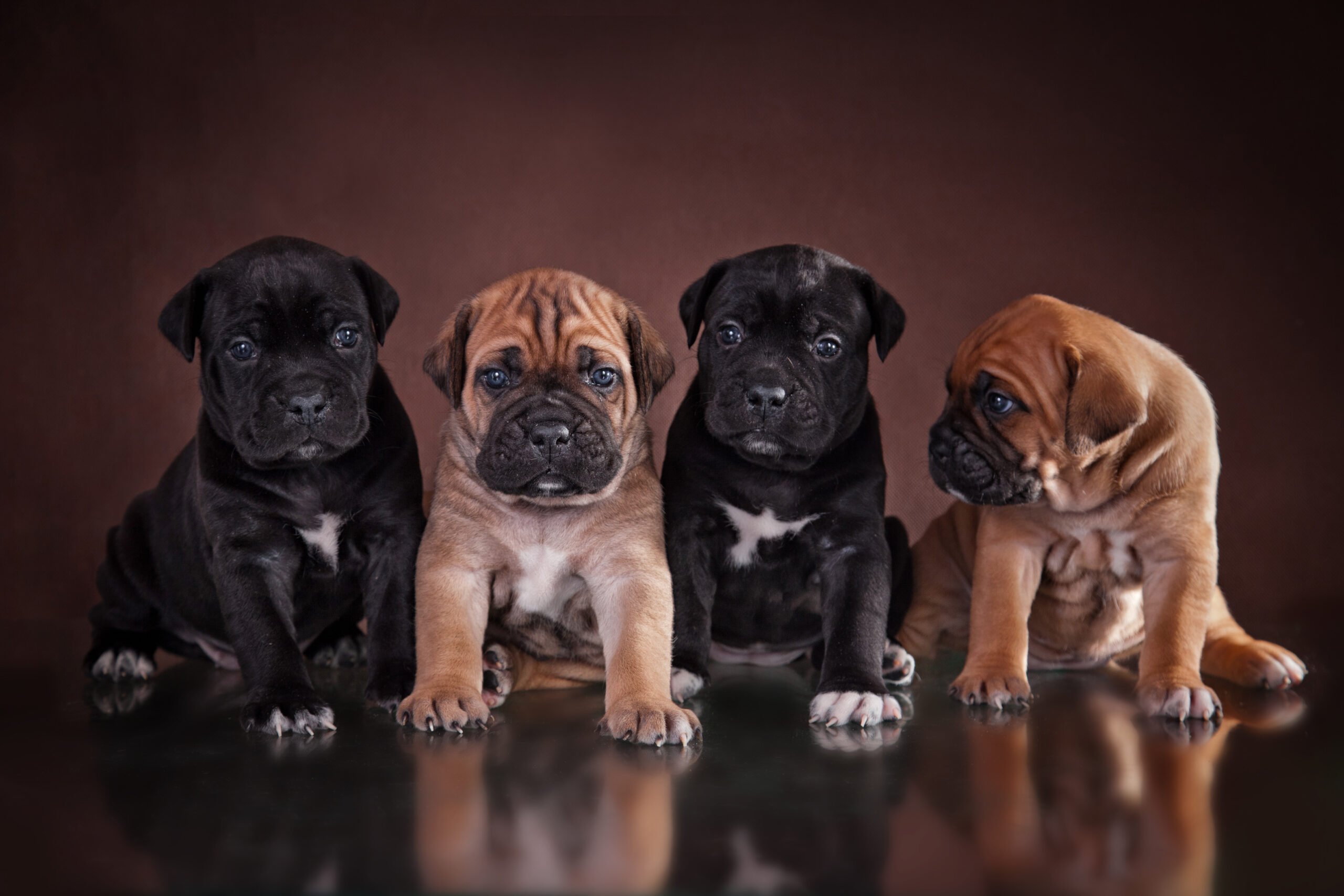 Four adorable puppies sit together