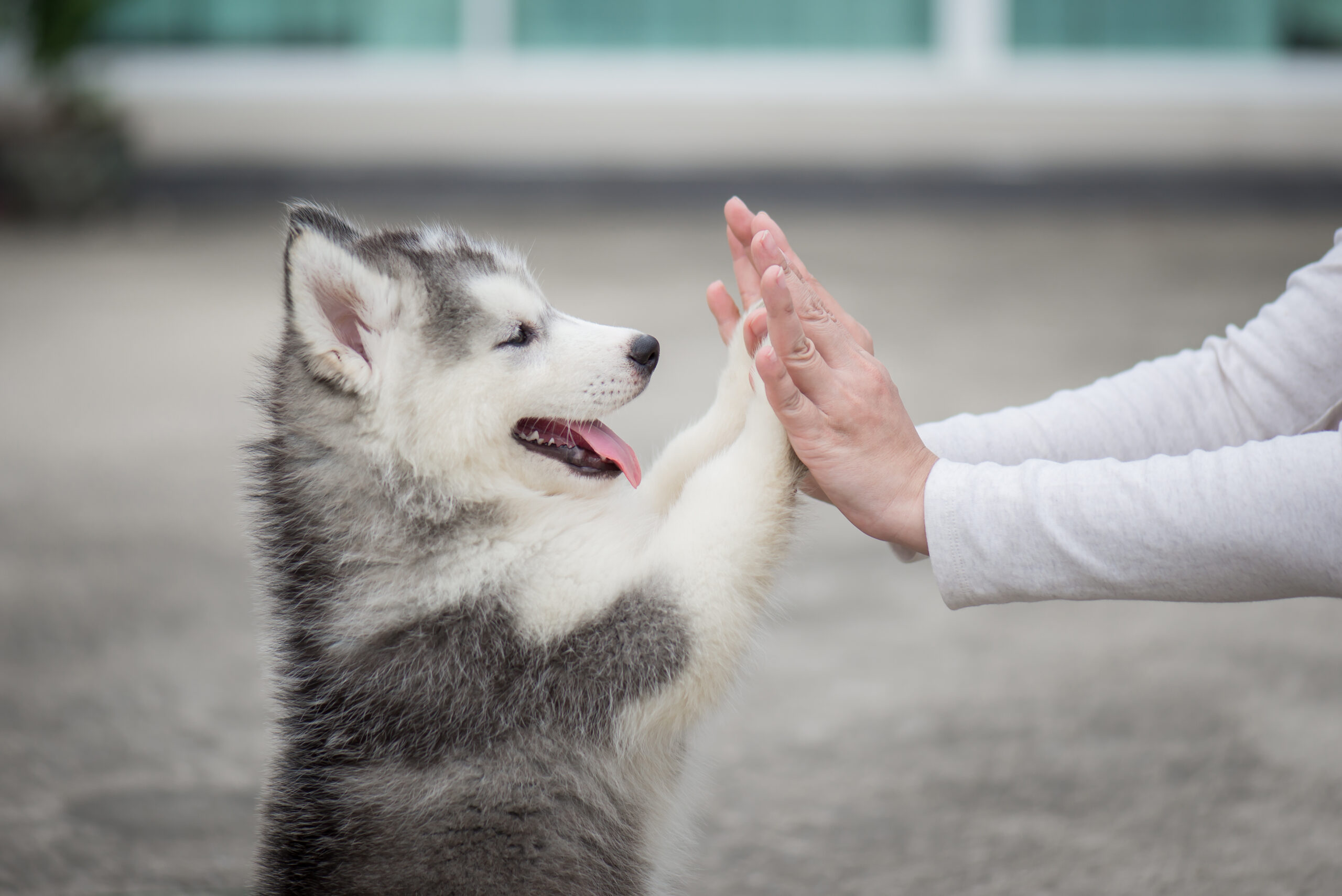A playful Siberian Husky puppy high-fives a person